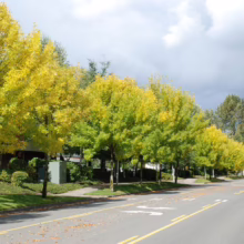 Autumn street lined with trees in golden hues. A quiet road winds past homes with lawns, the leaves turning from green to vibrant yellow under a cloudy sky.