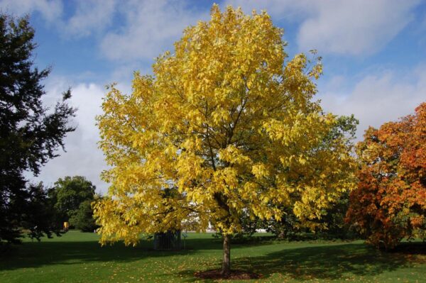 <i>Fraxinus pennsylvanica</i> 'Annesbrook'