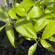 Close-up of glossy, vibrant green leaves on a young tree, showcasing its fresh spring growth. The leaves are smooth and oval-shaped, catching sunlight, with a few darker green leaves visible in the background.