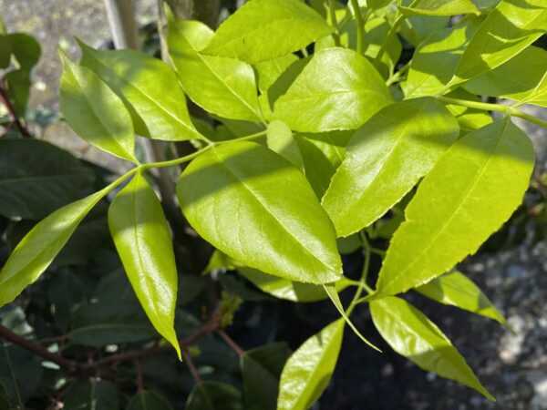 <i>Fraxinus pennsylvanica</i> 'Annesbrook' - Image 7