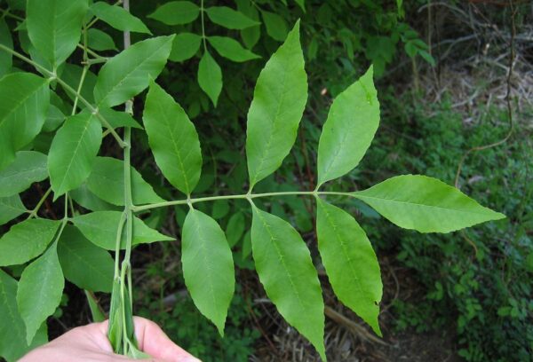 <i>Fraxinus pennsylvanica</i> 'Annesbrook' - Image 8