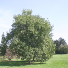 Lush green garden with vibrant red and yellow flowers in full bloom. Bees buzz around the blossoms, highlighting the beauty and benefits of gardening.