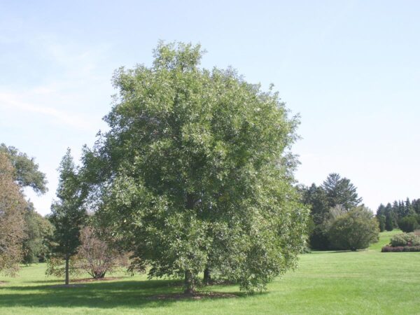 <i>Fraxinus pennsylvanica</i> 'Annesbrook' - Image 9