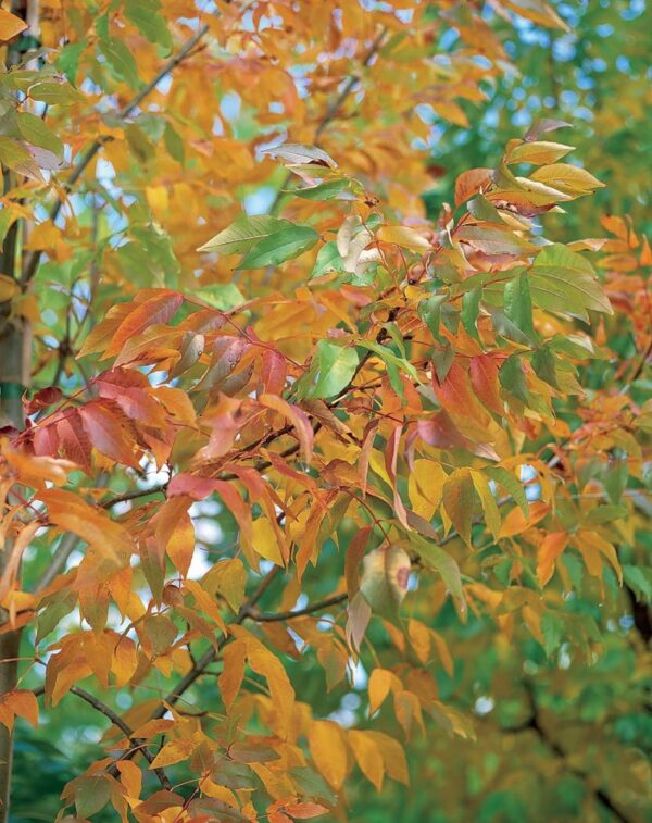 <i>Fraxinus pennsylvanica</i> 'Cimmzam' - Image 10