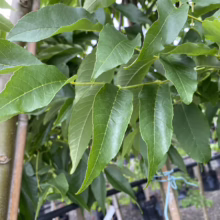 Fraxinus pennsylvanica 'Cimmzam' (Green Ash) summer foliage.