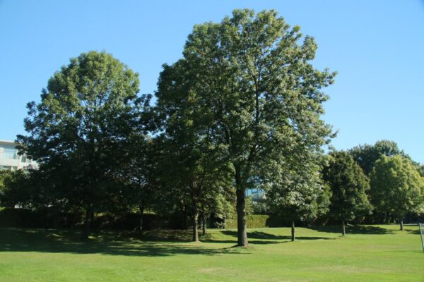 <i>Fraxinus pennsylvanica</i> 'Cimmzam' - Image 12