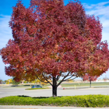 Brilliant autumn tree with red and yellow leaves stands tall against a bright blue sky in a parking lot. Green shrubs surround the tree's base, adding a pop of color to the urban landscape.