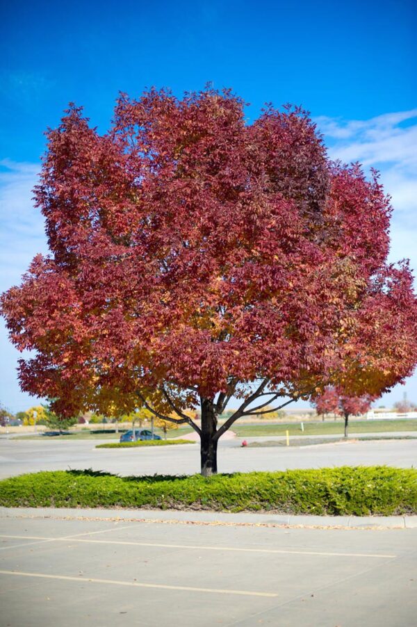 <i>Fraxinus pennsylvanica</i> 'Cimmzam' - Image 3