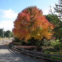 Autumn tree ablaze with red, orange, and yellow leaves stands beside a gravel path and rustic wooden fence under a blue sky. A peaceful scene showcasing the vibrant colors of fall.