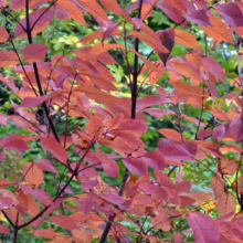 Autumn foliage displays vibrant red and orange hues on slender branches against a backdrop of green undergrowth. The leaves are densely packed, creating a rich, textured visual effect.