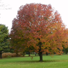 Autumn tree ablaze with red and orange foliage stands majestically on a green lawn. Other trees with green and yellow leaves are in the background, showcasing the beauty of fall colors.