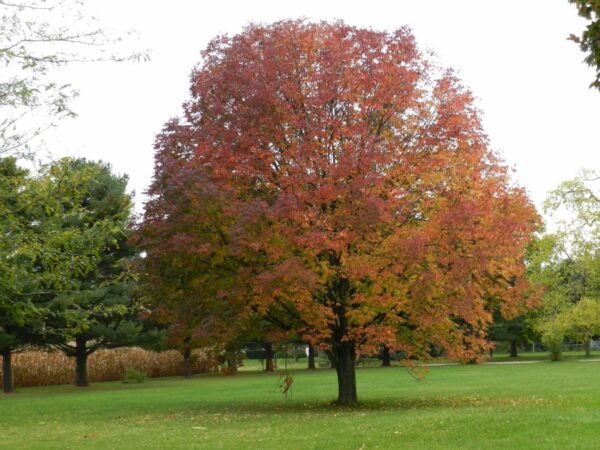 <i>Fraxinus pennsylvanica</i> 'Cimmzam' - Image 8