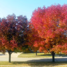 Two trees ablaze with fall colors stand side-by-side. The tree on the right is a vibrant mix of red and orange, while the left displays deeper reds and browns. A street and green lawns form the background.