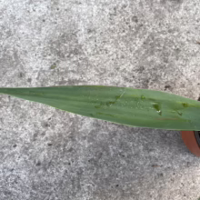 A single, long, pointed green leaf from a potted plant is shown against a textured concrete background, showcasing its smooth surface and subtle veins.