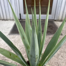 Close-up of a striking Yucca plant with sharp, sword-like blue-green leaves, showcasing its architectural form against a blurred background of a white building and dark doormat.