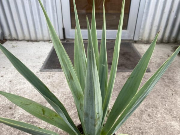 <i>Furcraea guatemalensis</i> - Image 3