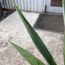 Close-up of vibrant green phormium leaves with striking yellow edges, showcasing their sharp, sword-like shape against a blurred concrete and metal backdrop.