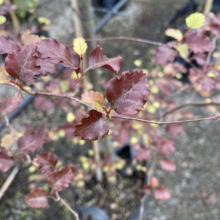 Close-up of a young copper beech tree sapling with vibrant, reddish-purple leaves and some yellowing leaves. The small tree is in a black plastic pot, ready for planting.