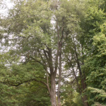A tall, mature tree with a thick, textured trunk stands prominently in a lush green forest setting. Sunlight filters through the dense canopy, creating a serene and natural scene.