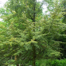 A lush European hornbeam (Carpinus betulus) tree stands tall with dense green foliage in a garden setting. Its smooth gray trunk rises from a bed of mulch, with a winding gravel path nearby.