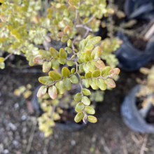 Close-up of a small, potted shrub with tiny, rounded green leaves tinged with reddish-brown edges, sitting amongst other potted plants. The foliage has a slightly yellow hue.