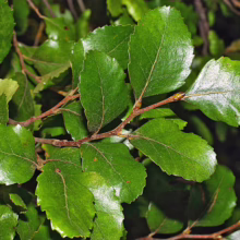 Lush green leaves of a Southern Beech tree, showcasing its distinctive toothed edges and glossy surface. The leaves are clustered on a brown branch, creating a vibrant, natural scene.