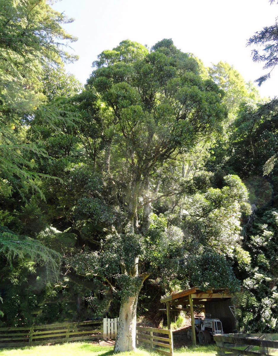Large Fuscospora truncata tree with dense green canopy, standing tall in a lush, natural setting behind a wooden fence