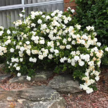 Lush gardenia bush overflowing with fragrant white blooms, nestled among rocks in a garden bed.