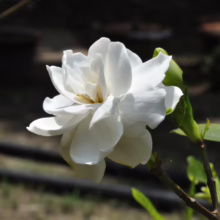 Close-up of a fragrant, fully bloomed white gardenia flower, showcasing its layered petals and delicate beauty in natural light.