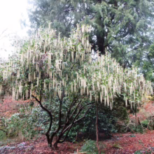 A winter hazel tree, its branches laden with long, pale yellow catkins, stands prominently in a garden setting. Evergreen trees rise in the background, with other shrubs and ground cover surrounding the hazel.