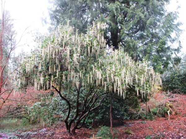 <i>Garrya elliptica</i> - Image 2