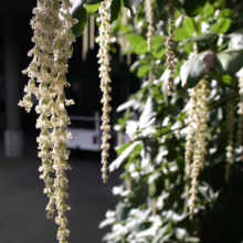 Long, delicate catkins dangle from the branches of a holly oak tree, its glossy green leaves providing a lush backdrop. These flowers herald the start of spring.