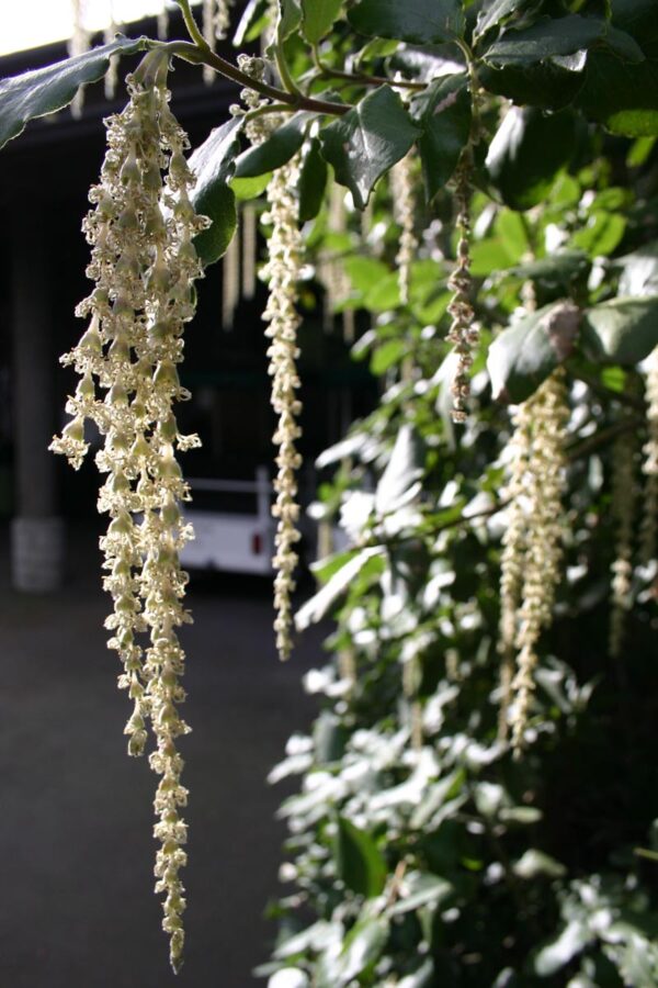 <i>Garrya elliptica</i> - Image 3