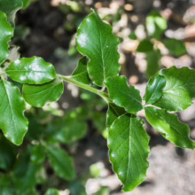 Glossy green leaves with wavy edges cluster on a branch, possibly of a drought-tolerant shrub. The foliage is vibrant, suggesting a healthy plant in a garden or natural setting.