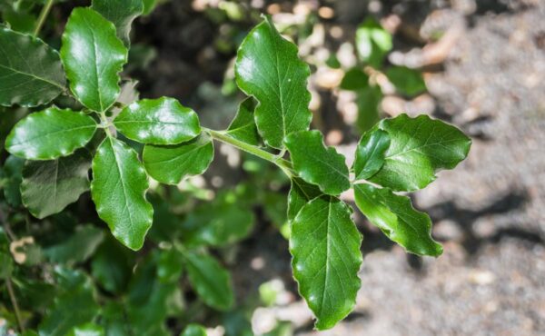 <i>Garrya elliptica</i> - Image 4