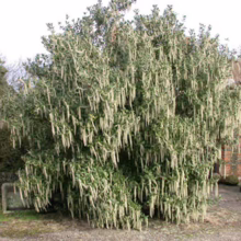 A striking catkin willow shrub, its branches laden with long, pale yellow catkins, stands prominently in a garden setting.