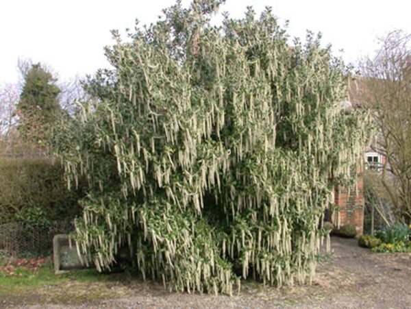 <i>Garrya elliptica</i> - Image 5