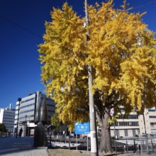 Gingko tree ablaze with golden leaves in Osaka, Japan, against a clear blue sky. Modern buildings line the background, with a sculpture and river adding to the urban autumn scene. Sign reads "Okawa River.