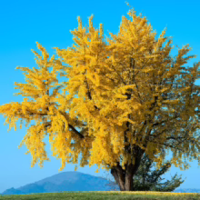 Ginkgo tree ablaze with golden fall foliage stands against a clear blue sky. A distant hill adds depth to the serene autumn landscape.