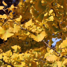 Golden ginkgo tree leaves in autumn sunlight. Branches filled with fan-shaped foliage create a vibrant yellow canopy against a soft blue sky.