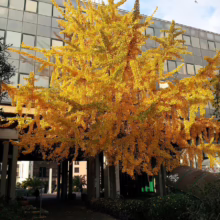 Gingko tree in full autumn gold stands against a modern building. Leaves carpet the ground beneath the tree's wide canopy.