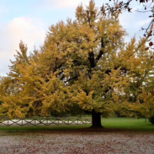Large ginkgo tree in full autumn color, its golden leaves creating a vibrant canopy over a park landscape with a wooden fence and walking path. Fallen leaves cover the ground beneath the tree.