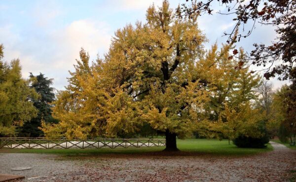 <i>Ginkgo biloba</i> - Image 13