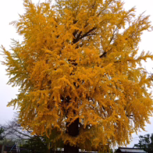 Gingko tree ablaze with golden autumn leaves. The vibrant yellow foliage covers the entire tree, with fallen leaves creating a carpet on the ground below, marking the peak of fall color.