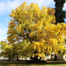 Gingko tree ablaze in golden autumn foliage, standing majestically in a park setting with evergreens and buildings in the background. The vibrant yellow leaves create a stunning fall landscape.