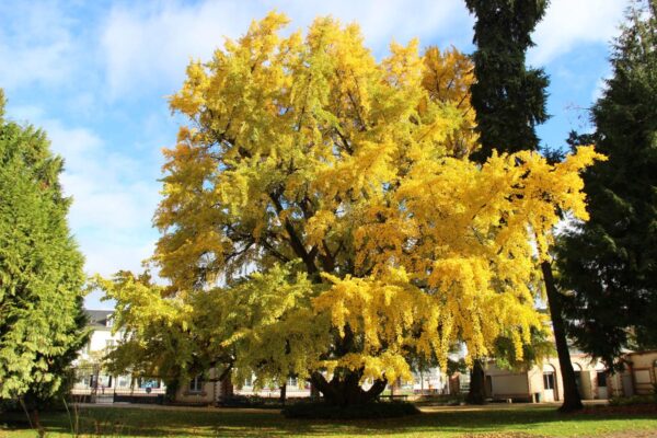 <i>Ginkgo biloba</i> - Image 15