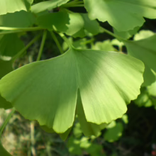 Close-up of vibrant green Ginkgo Biloba leaves, showcasing their unique fan shape and delicate veins, bathed in sunlight.
