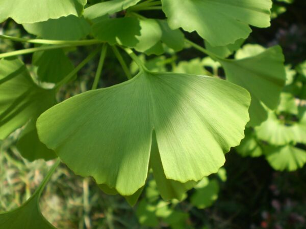 <i>Ginkgo biloba</i> - Image 16