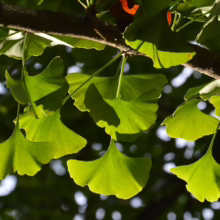 Sunlight filters through vibrant green Ginkgo Biloba leaves on a branch. These distinctive fan-shaped leaves create dappled shadows, showcasing the tree's unique foliage.