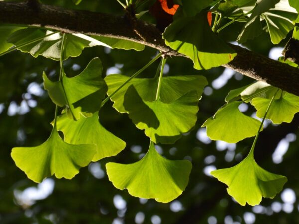 <i>Ginkgo biloba</i> - Image 17